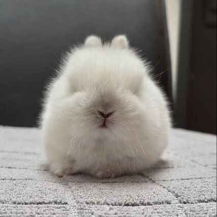 image from 66 (Frosty)