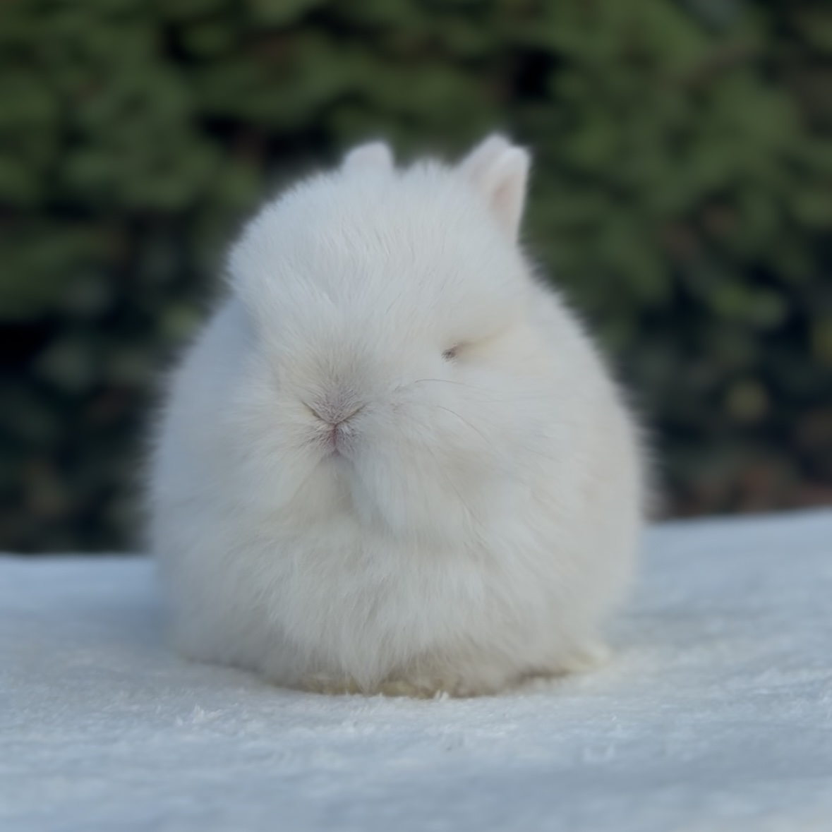 Mochi