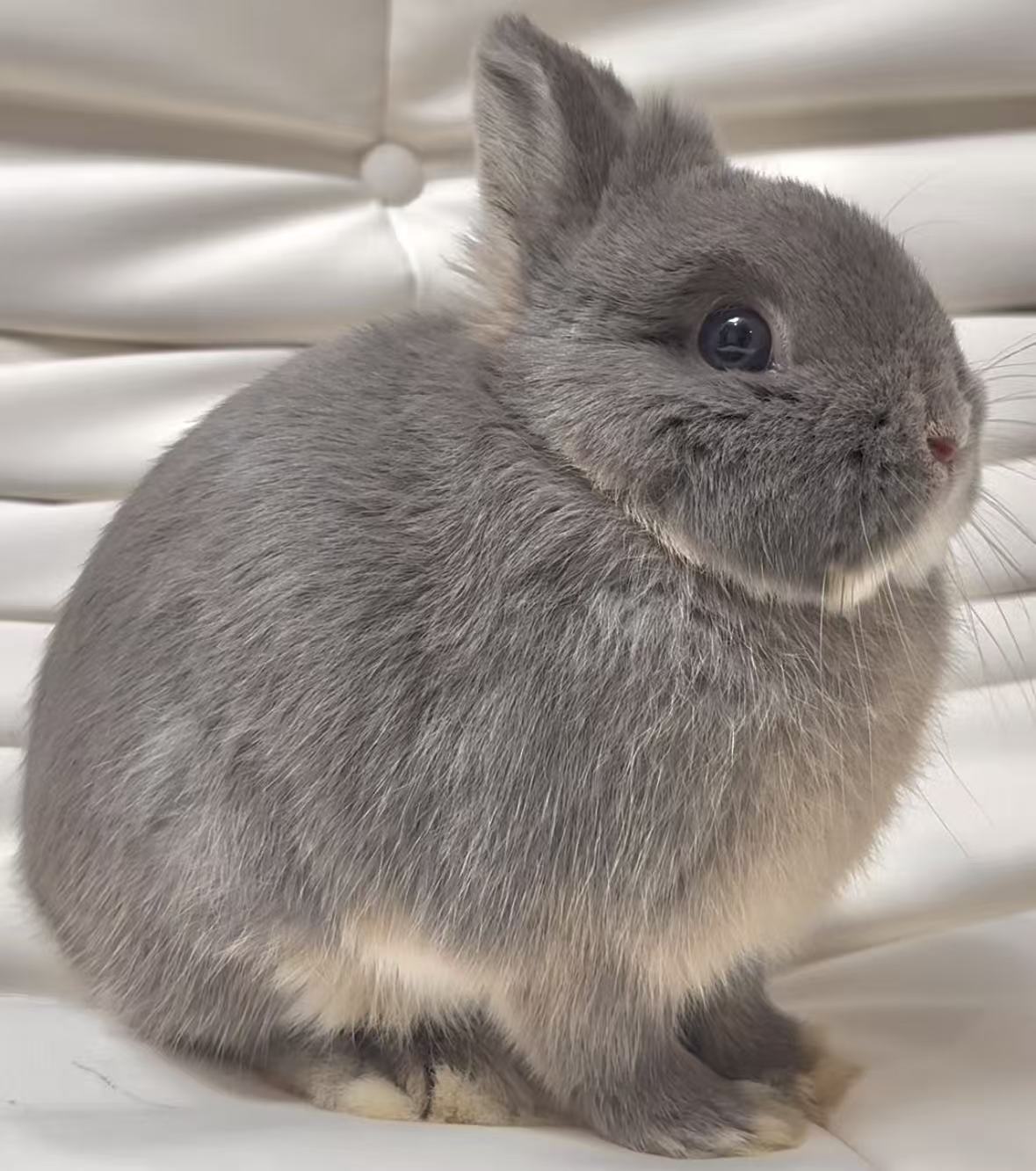 LilacOBoy