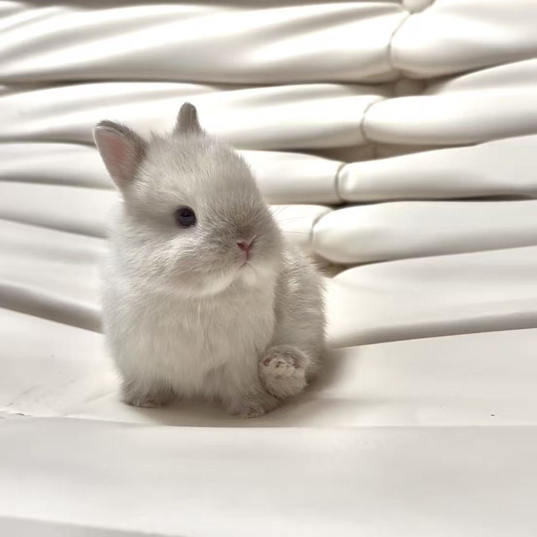 BoiledEgg