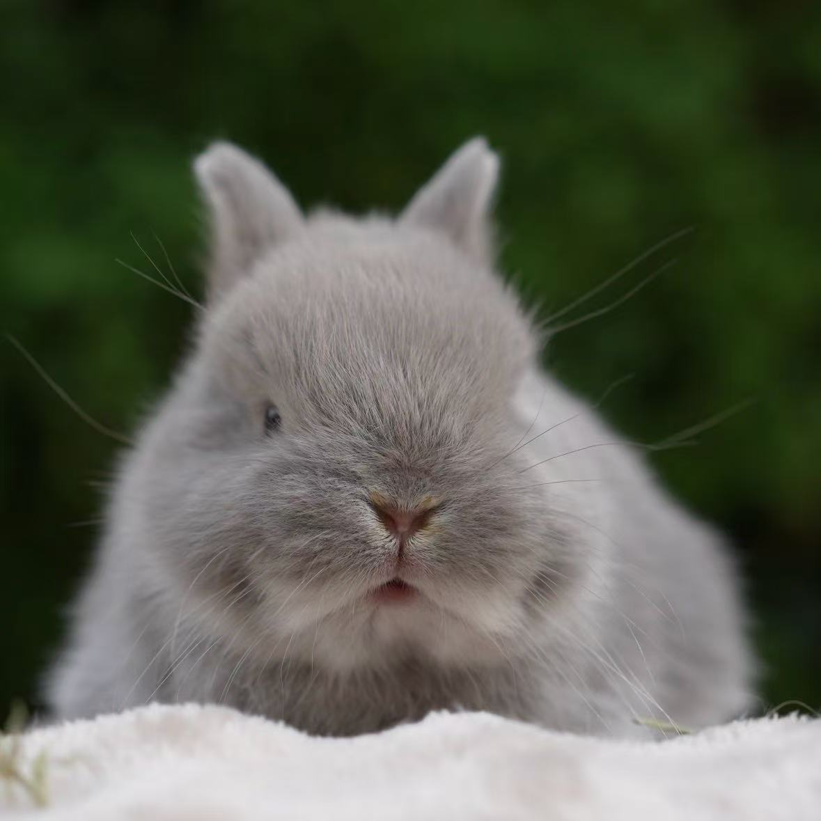 Mochi