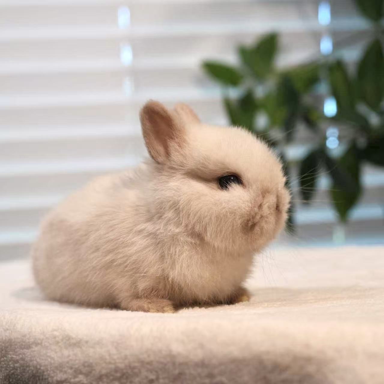 CBA Rabbitry