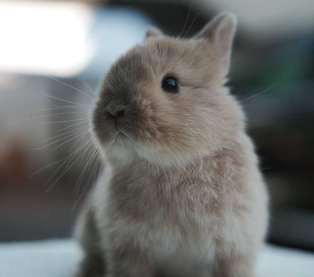 Lulu