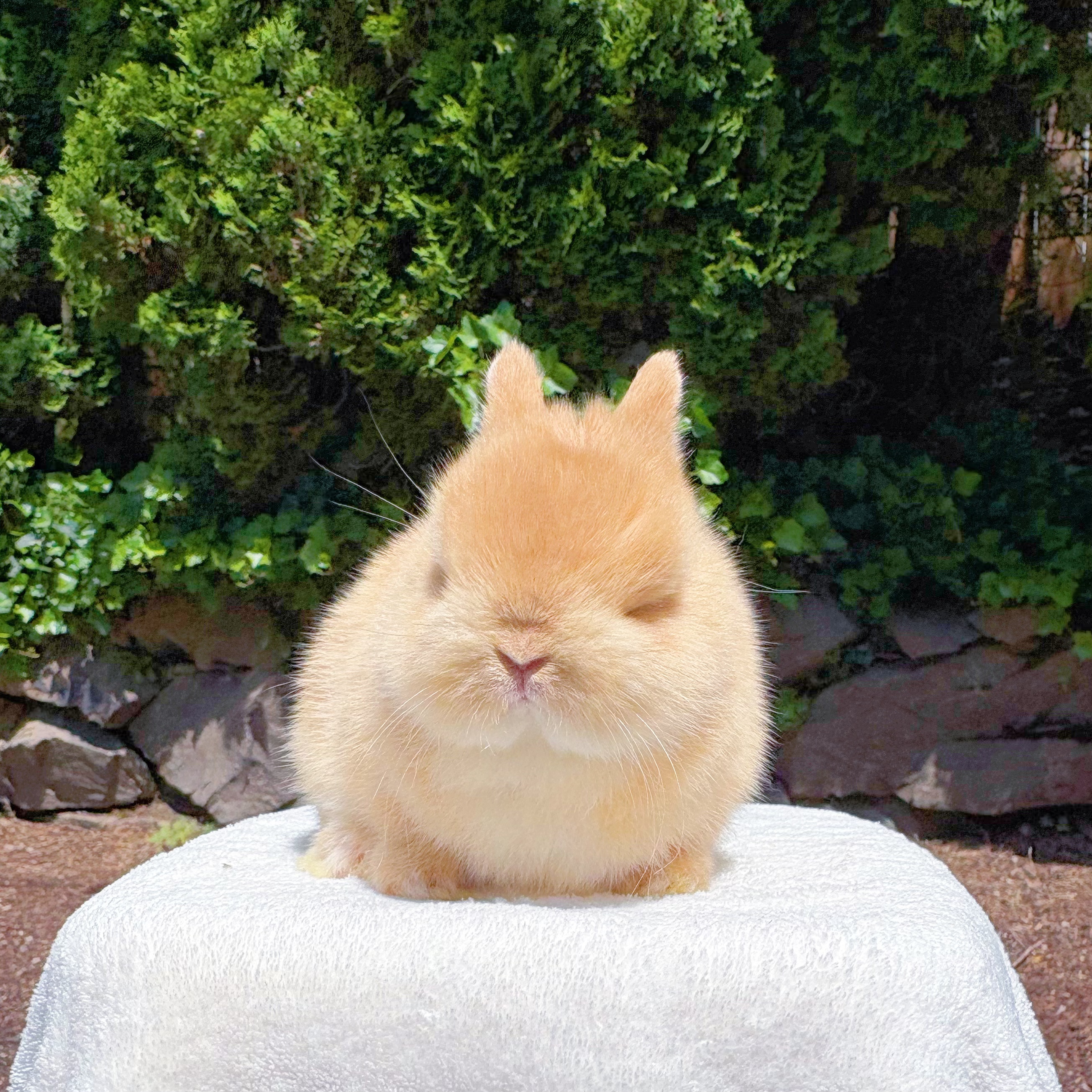 Mini Roll