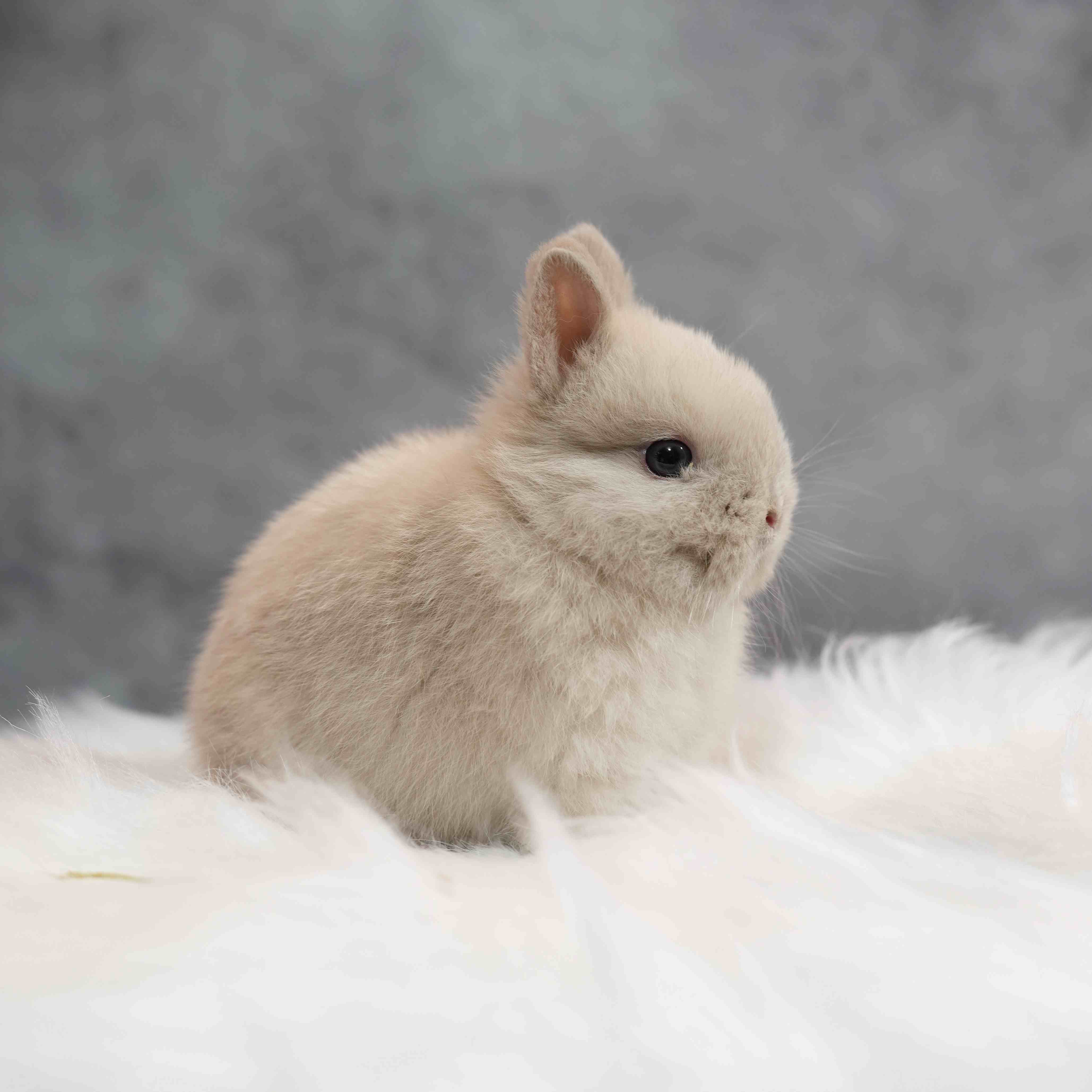 CBA Rabbitry