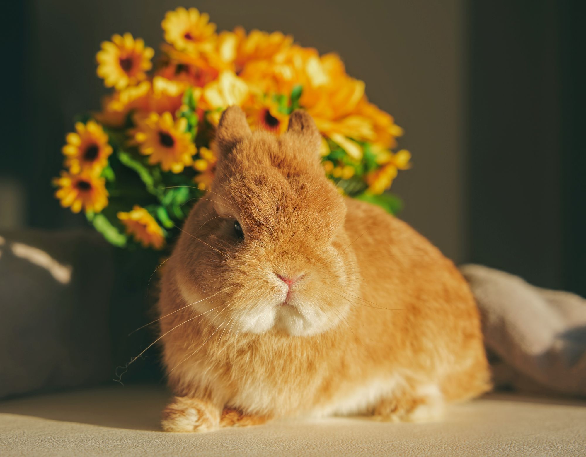Ba Rabi News & Events | CBA Rabbitry