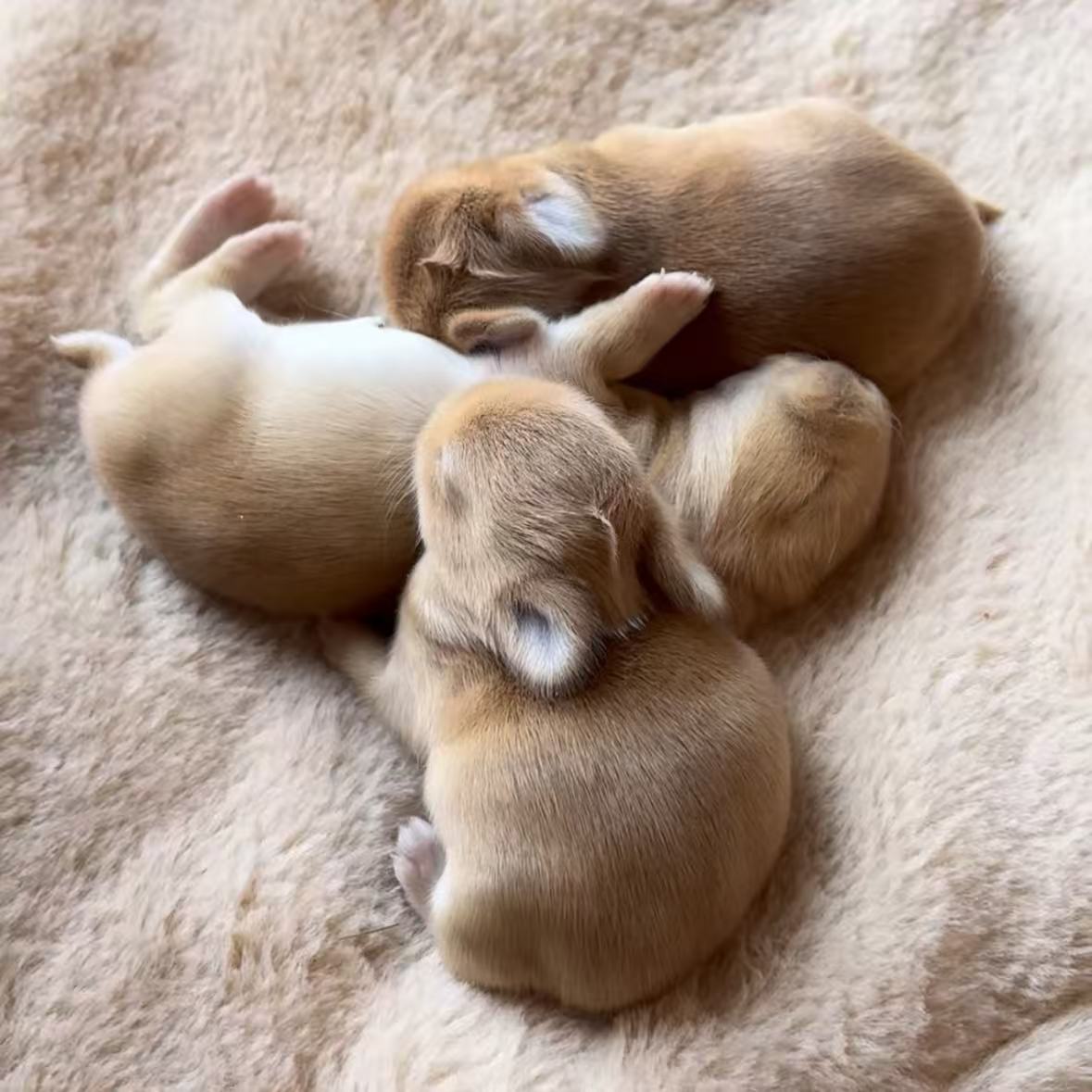 New Orange Litter — 4 Kits Born!