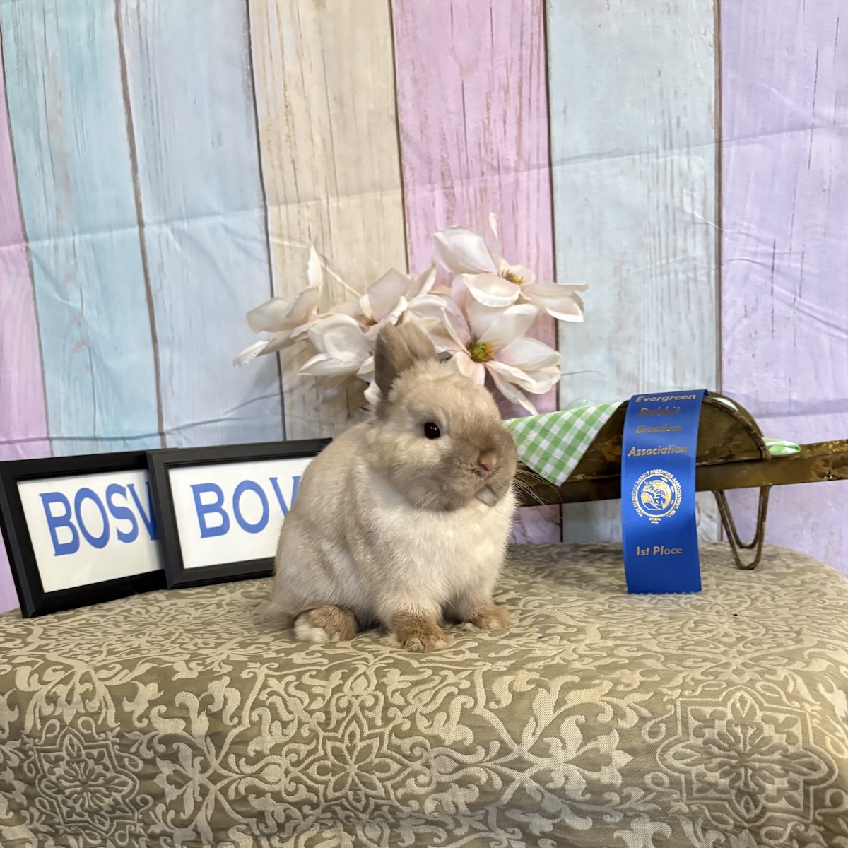 First place Netherland Dwarf winner at ERBA show