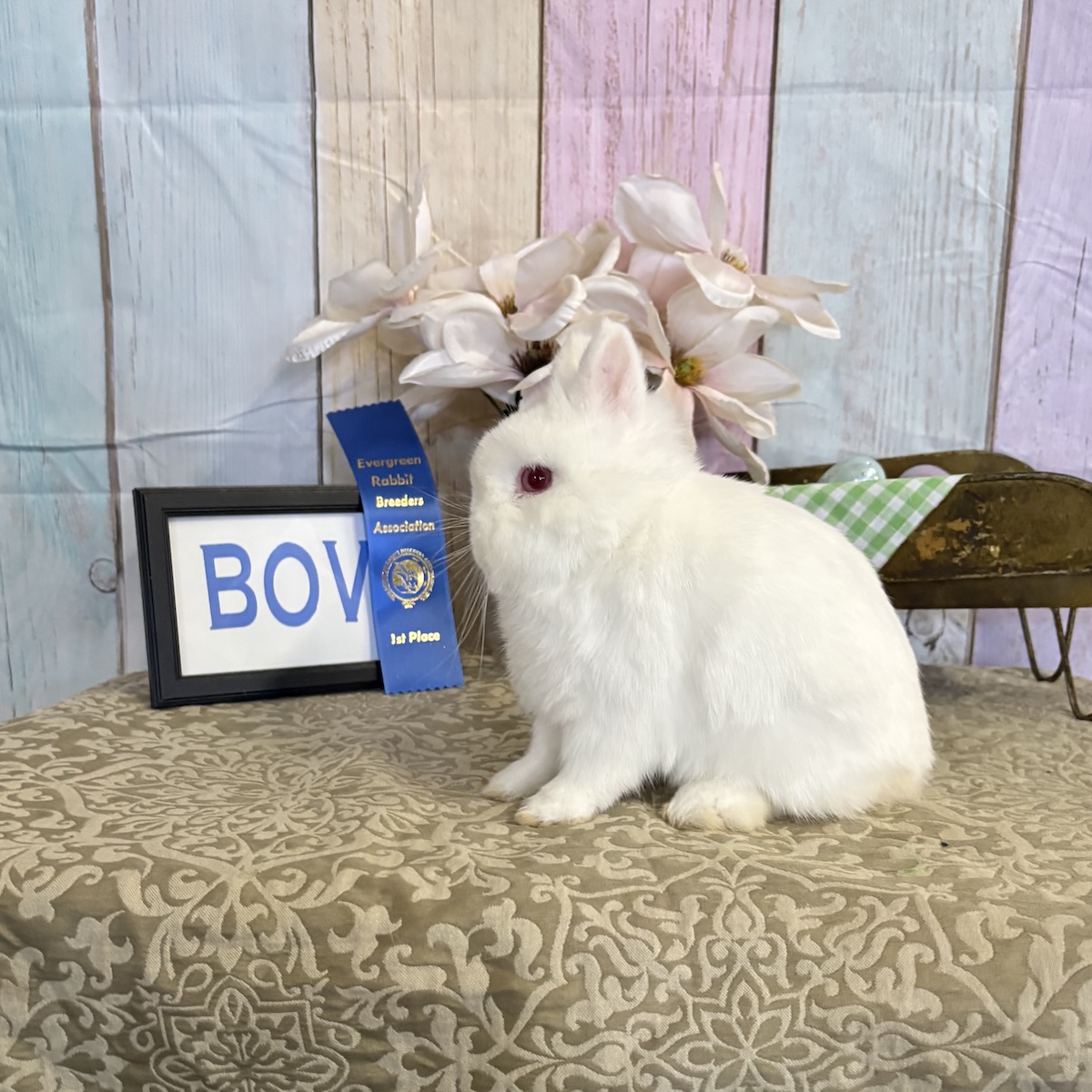 First place Netherland Dwarf winner at ERBA show